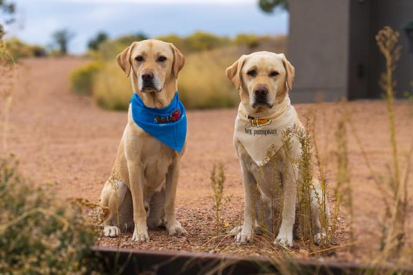 /Images/uploads/The Santa Fe New Mexican/santafepetcontest/entries/34032thumb.jpg